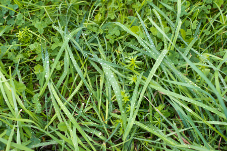 Water drops (dew) on the green grass. The name of the herb sedge. The background is blurred.の写真素材