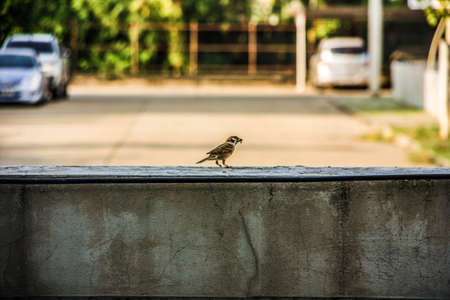 Bird