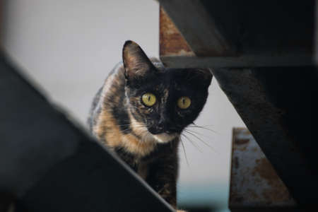 Catの写真素材