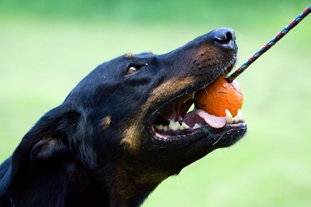 Dog gameの写真素材