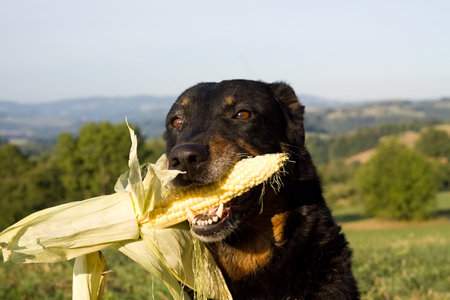 Bleck dog head with corn in mouthの写真素材