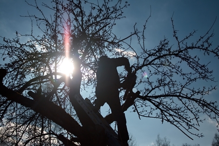 silhouette od worker on the tree with chain saw
