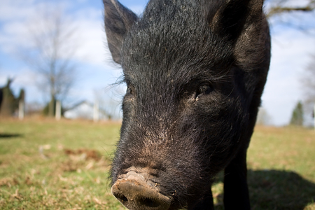 black chinesse pig and snout in farmの写真素材