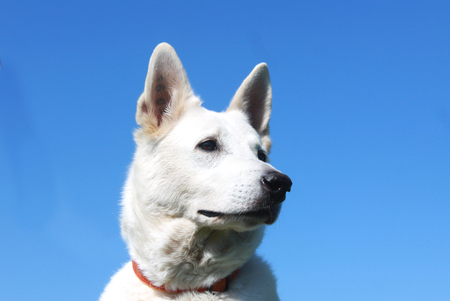 detail of white dog head berger blanc suisseの写真素材