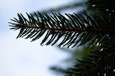 detail of spruce with needles and drops of water