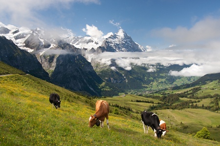 Eiger, Schreckhorn and neighborhood in Berner Alpen, Switzerlandの写真素材