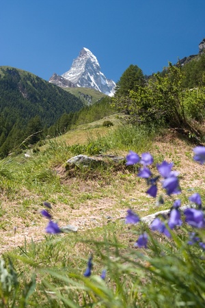 Matterhorn through harebell; focused on mountains; vertical compositionの写真素材