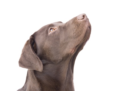 Puppy dog looking upwards (white background)