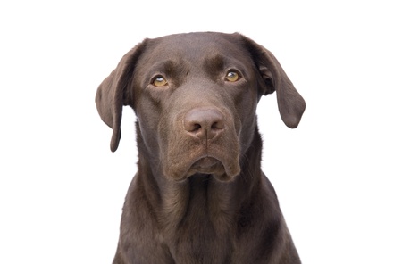 Puppy dog looking ahead (white background)の写真素材