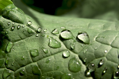 Leaf with drops of water after rain