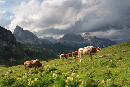 Grazing bulls on meadow, Dolomites. Nature scenery.の写真素材