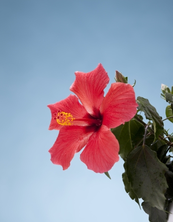 Studio shot of hibiscus flower against blue background の写真素材