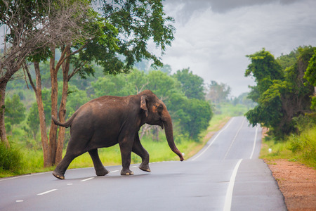 Elephant on Sri Lanka (Ceylon) run across the road.の写真素材