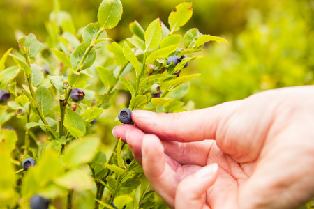 Picking of blueberry. Female hand hold on blueberry bush (bilberry).の写真素材