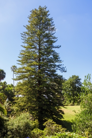 Big fir tree in the parkの写真素材