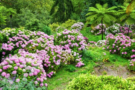 Garden full of pink hydrangeas in Quinta da Regaleira  Sintra, Portugalの写真素材