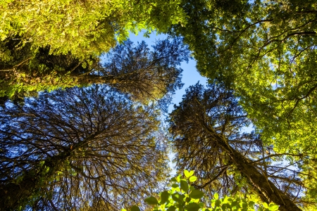 Looking at treetops