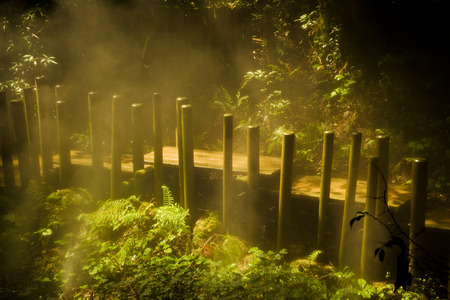 Wooden bridge in a mist forestの写真素材