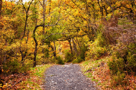 Forest path in the fall. Hayedo de Tejera Negra in Guadalajara, Spainの写真素材