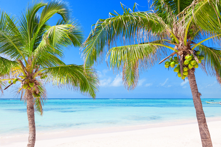 Tropical beach with coconut palms and transparent watersの写真素材