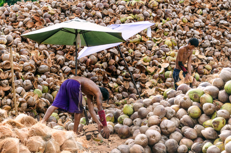 Koh Samui, Thailand 17/07/2016 : The local worker they are peeled coconuts expertly. Everyday have many coconut from the farm. They have to do peeling coconut thick and fast by spearhead knife.のeditorial素材