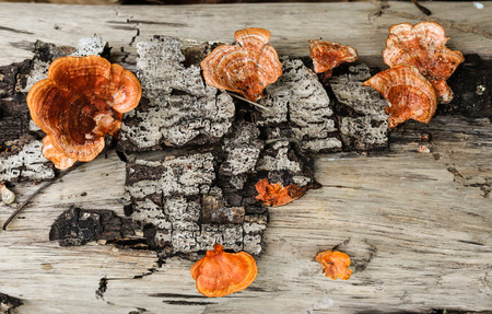 Pycnoporus sanguineus. Wild mushrooms.の写真素材
