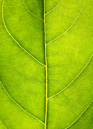 Close up on green leaf texture. Leaf veins macro view background.