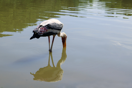 Painted storks feed in shallow wetlands. The Painted Stork is a large wading bird it is found in the wetlands of the plains of tropical in South Asia and extending into Southeast Asia.の写真素材