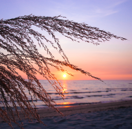 grass flower on the beach at summer sunset time. Sun rays shining through dry reed grasses on...