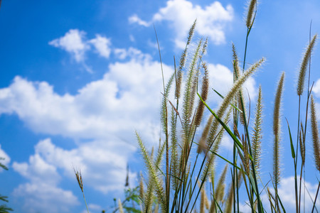 Pennisetum flowers with blue skies at sunny day.Foxtail or Fountain grass they are annual or...