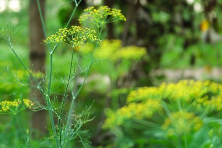 Close up of blooming hill flowers and bee in garden. Fresh dill flowers in rural vegetable plot.の写真素材