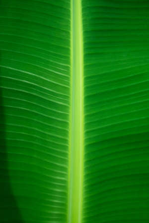Green banana leaf. A natural tropical plant. Green palm leaves background.の写真素材