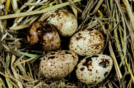 quail eggs in nestの写真素材