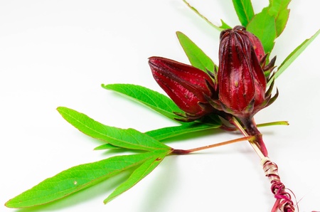 red rosella flowers on white backgroundの写真素材