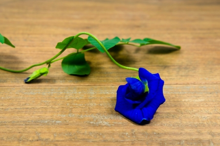 Asian pigeonwing isolated on wood backgroundの写真素材
