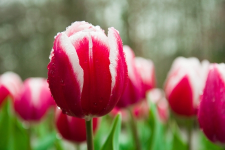 Flowers in Keukenhof park  in rainy dayの写真素材