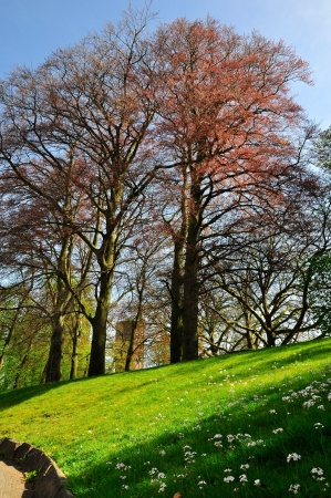 Spring tree on meadowの写真素材