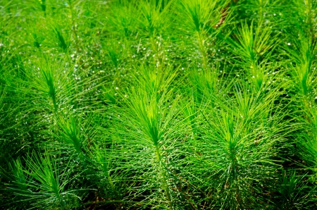 pine forestry seedlings in north of Thailandの写真素材