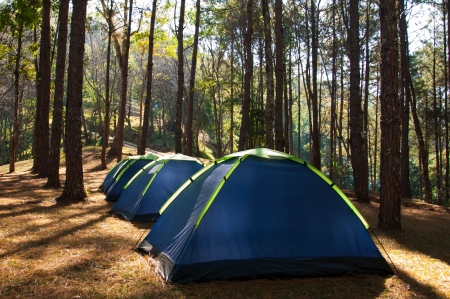 Tents in pine sitecampの写真素材