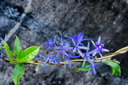 Violet beautiful flowerの写真素材