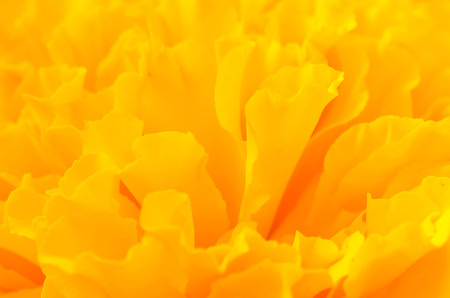Yellow marigold close upの写真素材