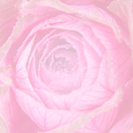 sweet color flowers in soft color and blur style for backgroundの写真素材