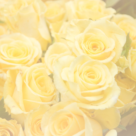 sweet color flowers in soft color and blur style for backgroundの写真素材