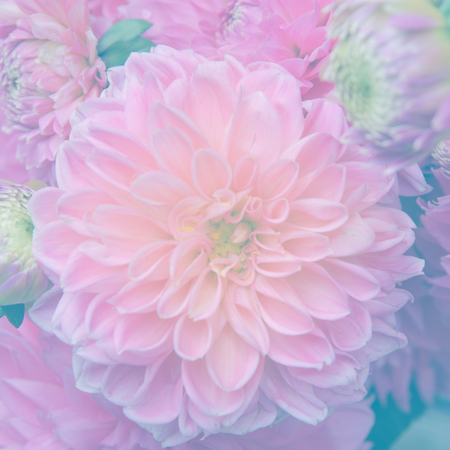 sweet color flowers in soft color and blur style for backgroundの写真素材