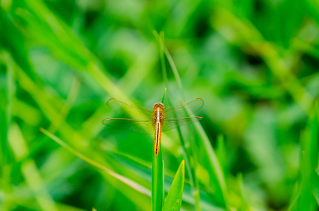 orange dragonfly sits on a grass on a meadow in sunset lightの写真素材