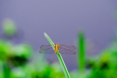 orange dragonfly sits on a grass on a meadow in sunset lightの写真素材