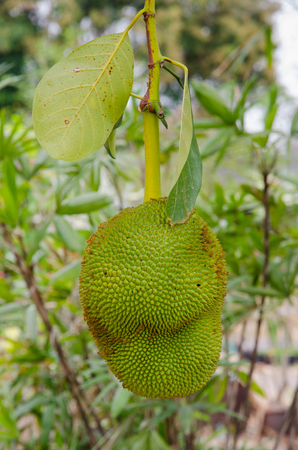 jackfruit  hang on a tree