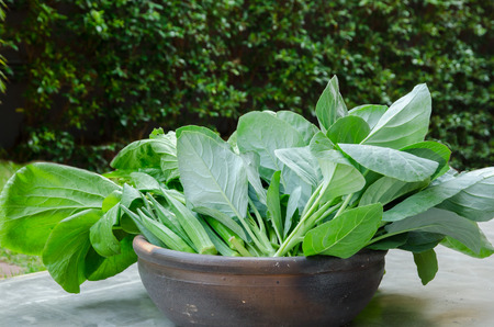 fresh organic vegetables in pot in gardenの写真素材