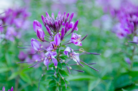 Beautiful purple Alpine flowers, closed upの写真素材