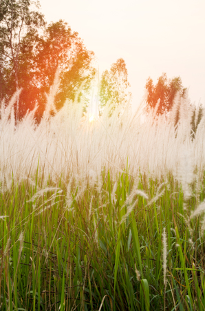 Beautiful fields of grass with sunsetの写真素材